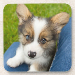 Cutest Baby Animals Baby Corgi in My Lap Coaster