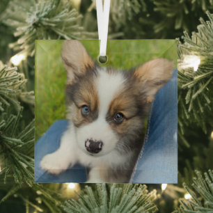 Cutest Baby Animals Baby Corgi in My Lap Glass Tree Decoration