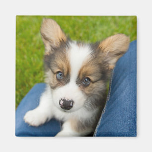 Cutest Baby Animals Baby Corgi in My Lap Magnet