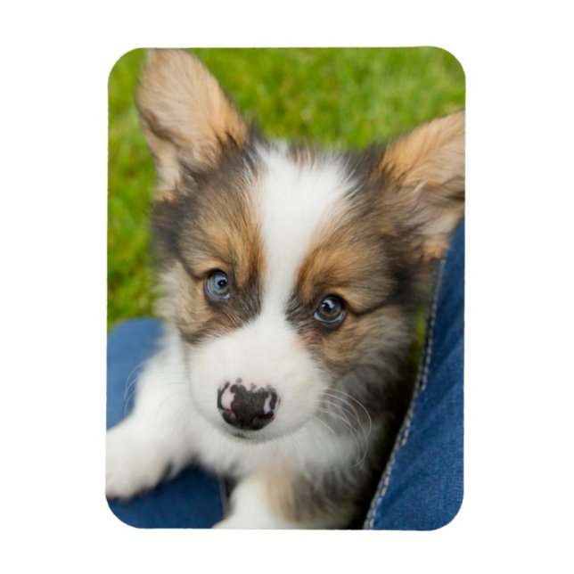 Cutest Baby Animals | Baby Corgi in My Lap Magnet (Vertical)