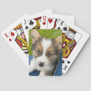 Cutest Baby Animals   Baby Corgi in My Lap Playing Cards
