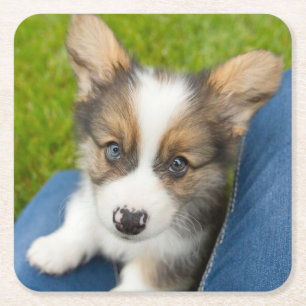 Cutest Baby Animals   Baby Corgi in My Lap Square Paper Coaster