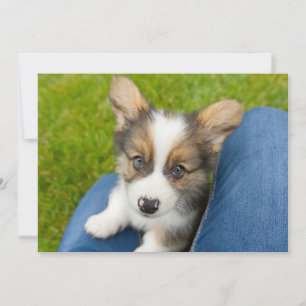 Cutest Baby Animals Baby Corgi in My Lap Thank You Card