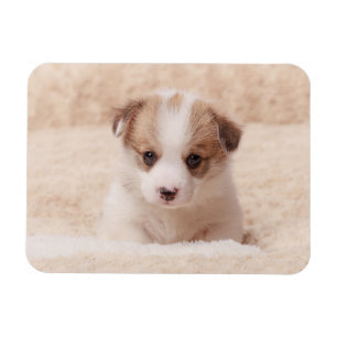 Cutest Baby Animals   Baby Corgi Magnet
