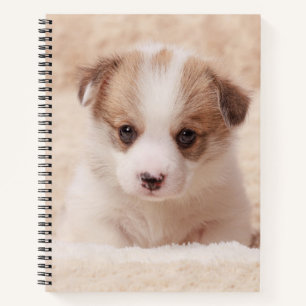 Cutest Baby Animals   Baby Corgi Notebook