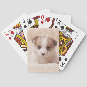 Cutest Baby Animals   Baby Corgi Playing Cards