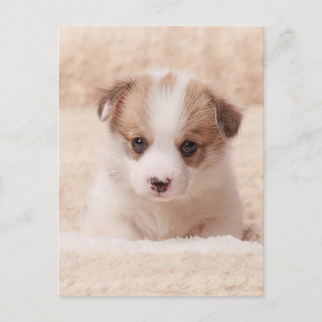 Cutest Baby Animals | Baby Corgi Postcard (Front)