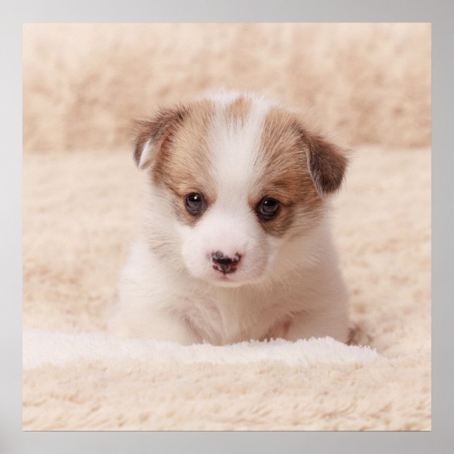 Cutest Baby Animals | Baby Corgi Poster (Front)