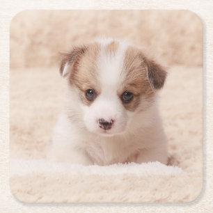 Cutest Baby Animals   Baby Corgi Square Paper Coaster