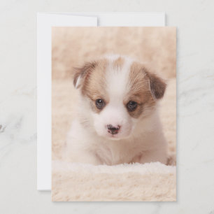 Cutest Baby Animals Baby Corgi Thank You Card