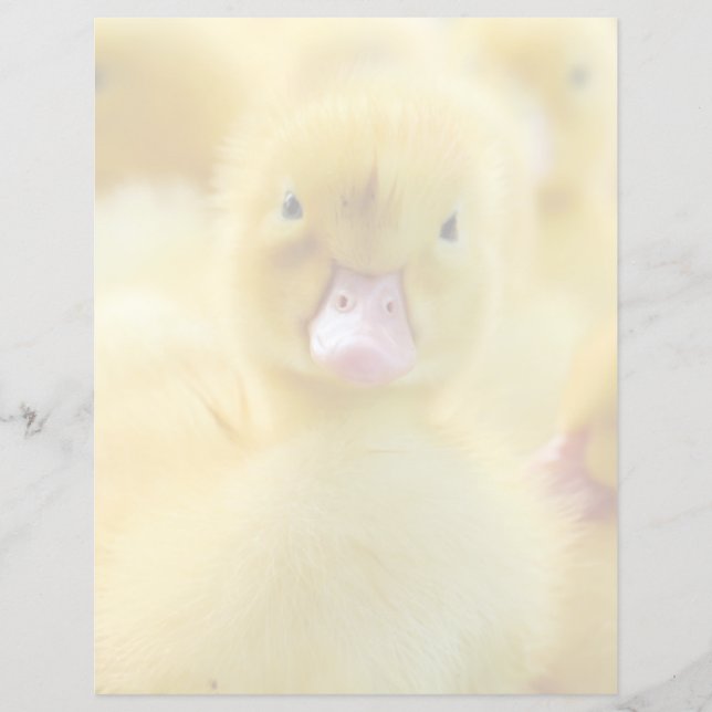 Cutest Baby Animals | Baby Duck Group (Front)