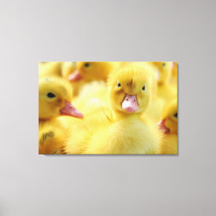 Cutest Baby Animals   Baby Duck Group Canvas Print