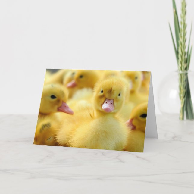 Cutest Baby Animals | Baby Duck Group Card (Front)