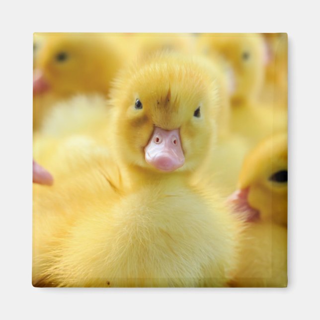 Cutest Baby Animals | Baby Duck Group Magnet (Front)