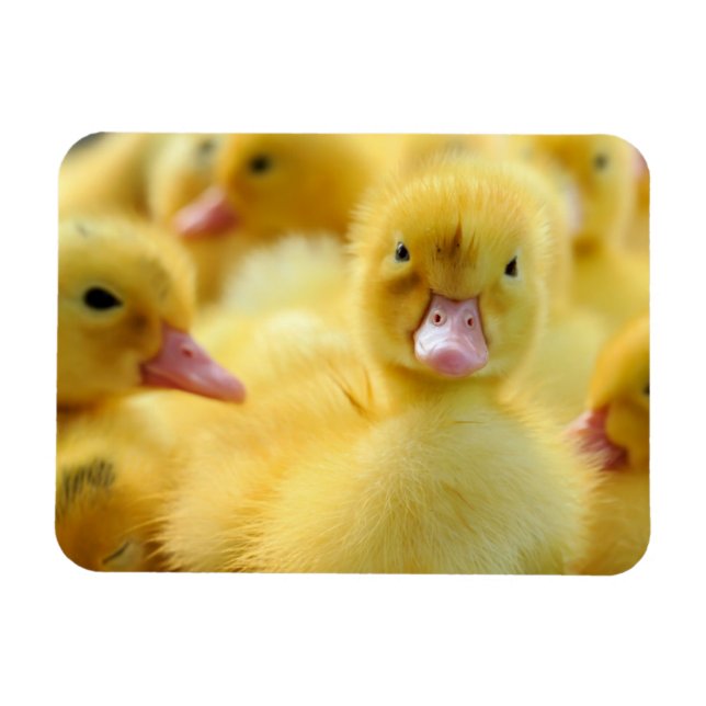 Cutest Baby Animals | Baby Duck Group Magnet (Horizontal)