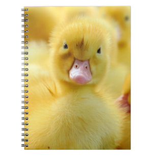Cutest Baby Animals   Baby Duck Group Notebook