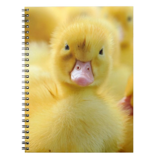 Cutest Baby Animals | Baby Duck Group Notebook (Front)