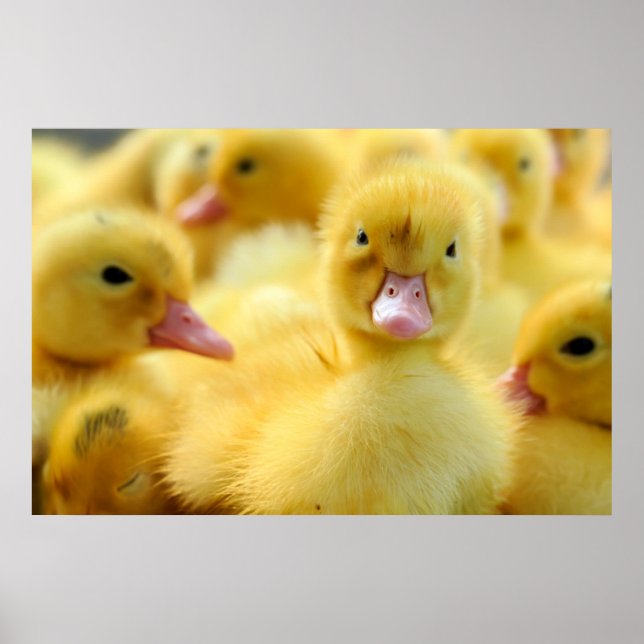 Cutest Baby Animals | Baby Duck Group Poster (Front)