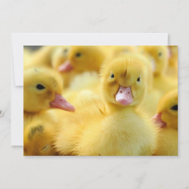 Cutest Baby Animals | Baby Duck Group Thank You Card (Front)