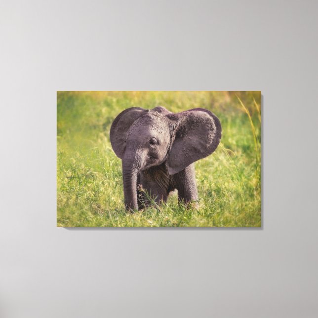 Cutest Baby Animals | Baby Elephant Kenya Africa Canvas Print (Front)