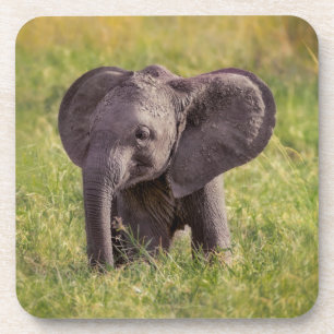 Cutest Baby Animals   Baby Elephant Kenya Africa Coaster