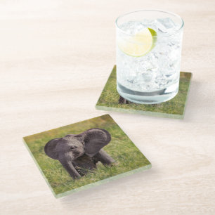 Cutest Baby Animals   Baby Elephant Kenya Africa Glass Coaster