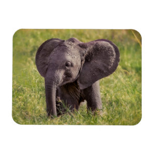 Cutest Baby Animals   Baby Elephant Kenya Africa Magnet