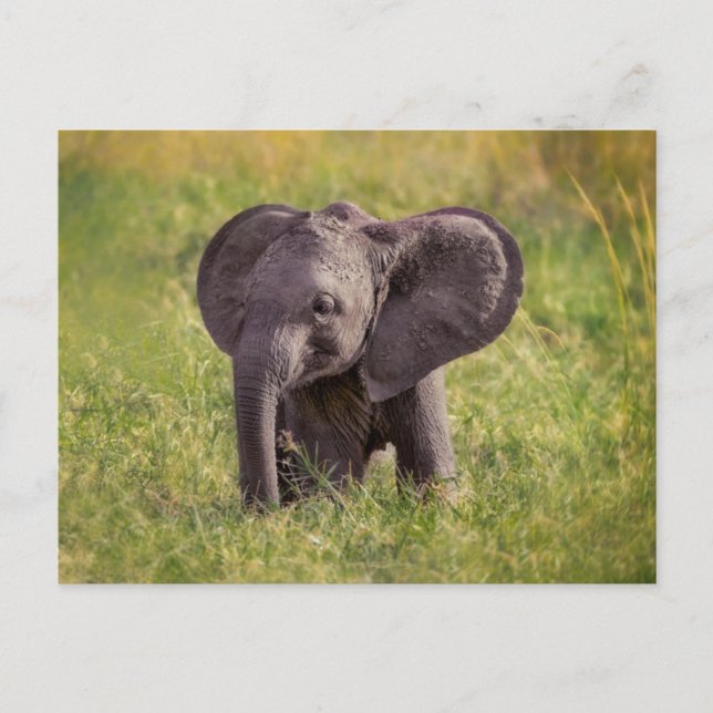 Cutest Baby Animals | Baby Elephant Kenya Africa Postcard (Front)