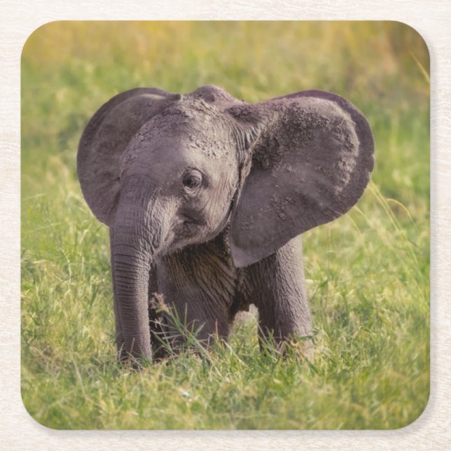 Cutest Baby Animals | Baby Elephant Kenya Africa Square Paper Coaster (Front)