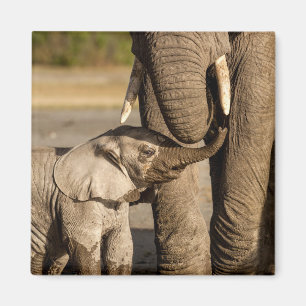 Cutest Baby Animals Baby Elephant & Mama Magnet