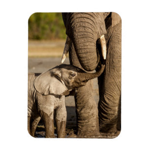 Cutest Baby Animals   Baby Elephant & Mama Magnet