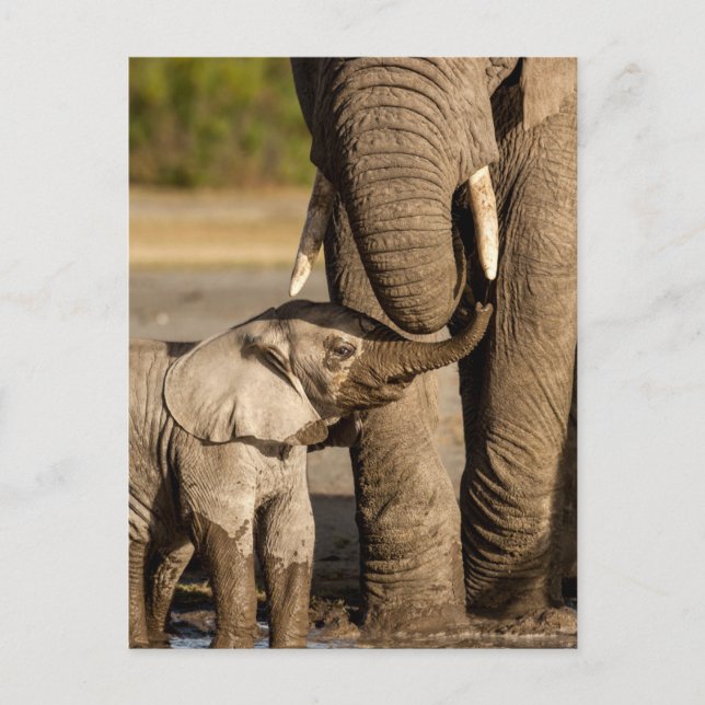 Cutest Baby Animals | Baby Elephant & Mama Postcard (Front)