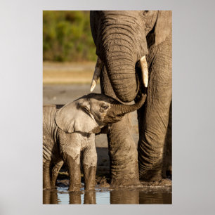 Cutest Baby Animals   Baby Elephant & Mama Poster