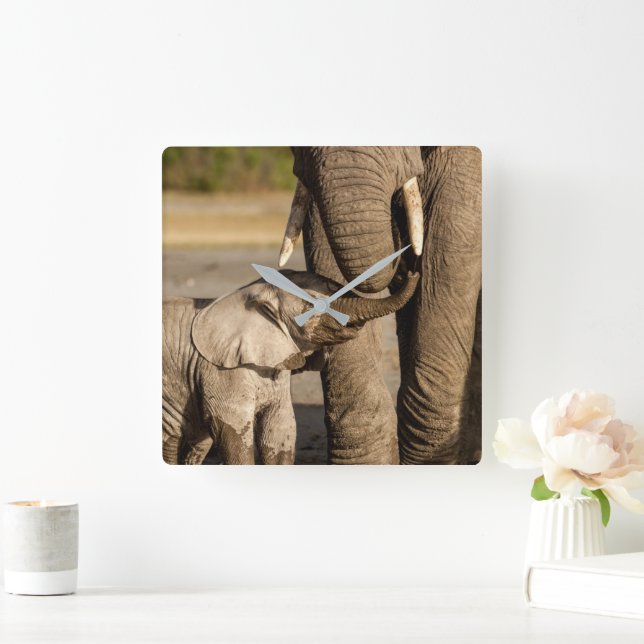 Cutest Baby Animals | Baby Elephant & Mama Square Wall Clock (Home)