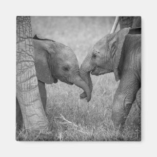 Cutest Baby Animals   Baby Elephants Greeting Magnet