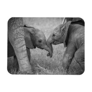 Cutest Baby Animals   Baby Elephants Greeting Magnet