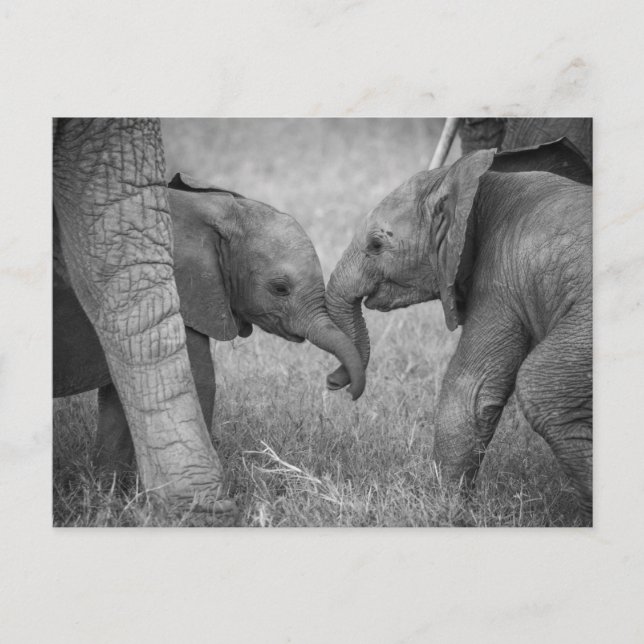 Cutest Baby Animals | Baby Elephants Greeting Postcard (Front)