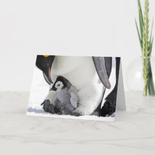 Cutest Baby Animals   Baby Emperor Penguin Card