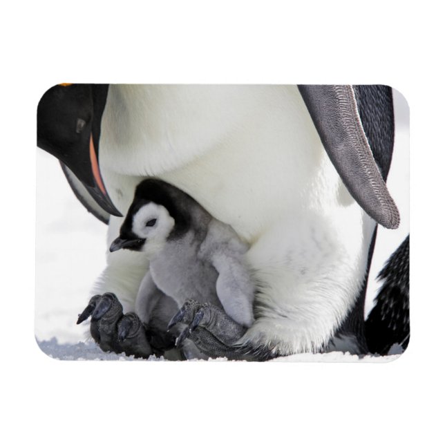 Cutest Baby Animals | Baby Emperor Penguin Magnet (Horizontal)