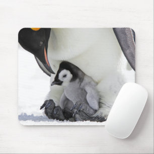 Cutest Baby Animals Baby Emperor Penguin Mouse Mat