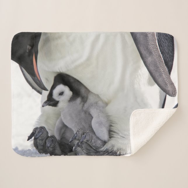 Cutest Baby Animals | Baby Emperor Penguin Sherpa Blanket (Front (Horizontal))