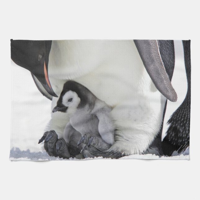 Cutest Baby Animals | Baby Emperor Penguin Tea Towel (Horizontal)