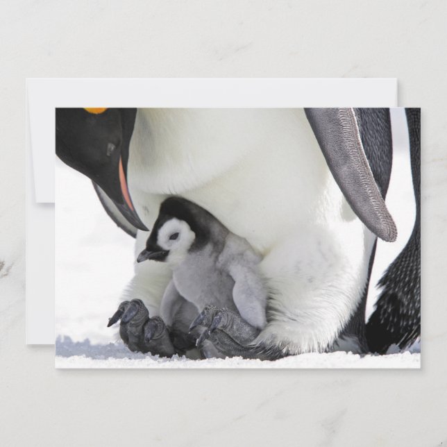 Cutest Baby Animals | Baby Emperor Penguin Thank You Card (Front)
