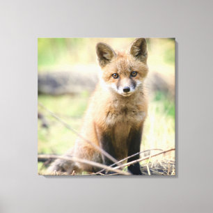 Cutest Baby Animals   Baby Fox Canvas Print