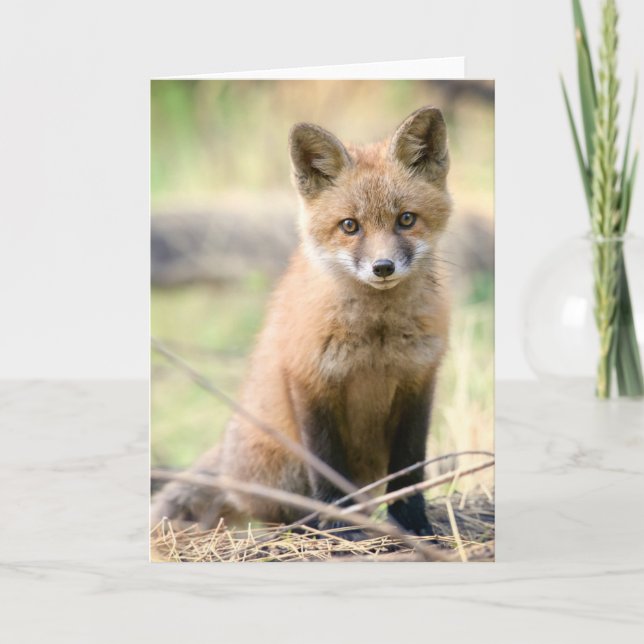 Cutest Baby Animals | Baby Fox Card (Front)