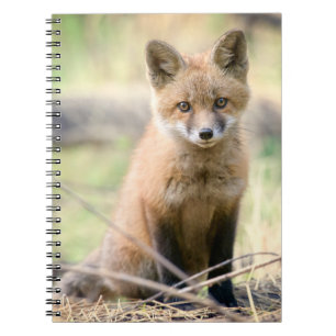 Cutest Baby Animals Baby Fox Notebook