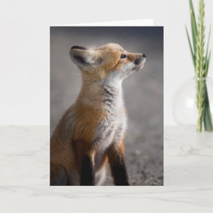 Cutest Baby Animals   Baby Fox Portrait Card