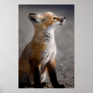Cutest Baby Animals   Baby Fox Portrait Poster