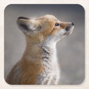 Cutest Baby Animals   Baby Fox Portrait Square Paper Coaster