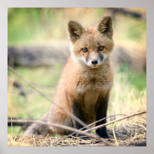 Cutest Baby Animals Baby Fox Poster